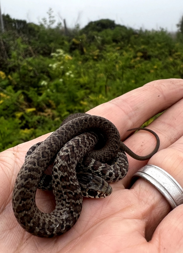 Yellowbelly Racer